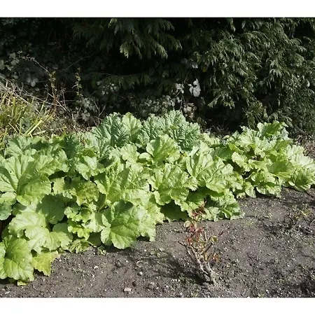 Bed & Breakfast Ivyleigh House 5*