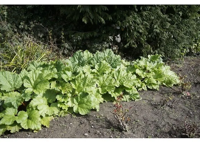 לינה וארוחת בוקר Ivyleigh House 5*